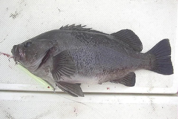 Black Rockfish — OceanLamb